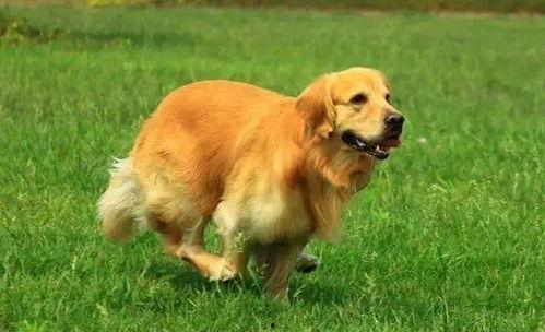 平安大爷爆料金毛视频,金毛犬视频背后的惊人真相 第1张 平安大爷爆料金毛视频,金毛犬视频背后的惊人真相 第1张